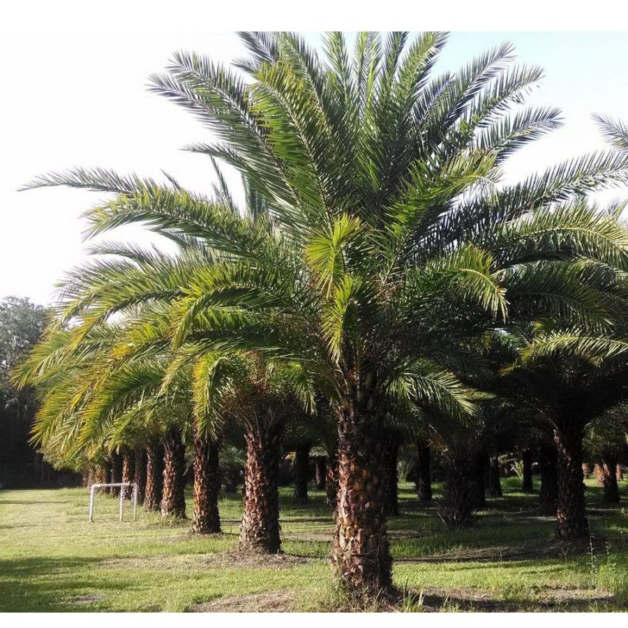 Outdoor Plants * | Budget Sylvester Palm Live Plant In A 3 Gal. Growers Pot Phoenix Sylvestris Rare Palm Tree From Florida Beautiful Palms By Wekiva Foliage