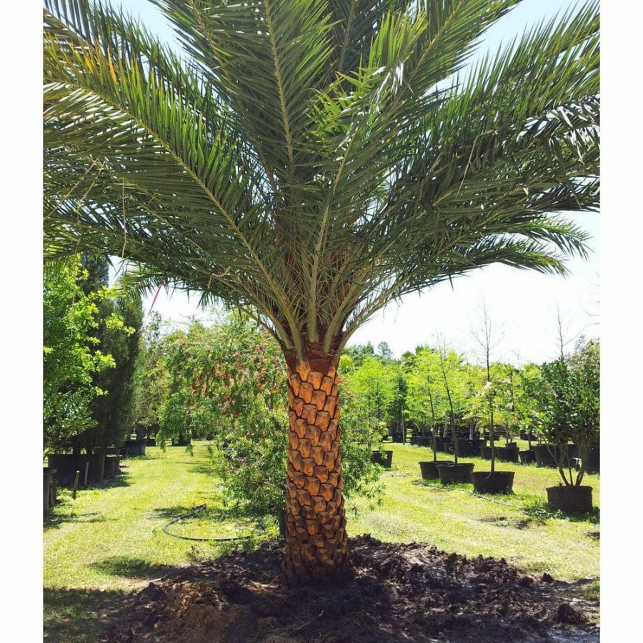 Outdoor Plants * | Budget Sylvester Palm Live Plant In A 3 Gal. Growers Pot Phoenix Sylvestris Rare Palm Tree From Florida Beautiful Palms By Wekiva Foliage