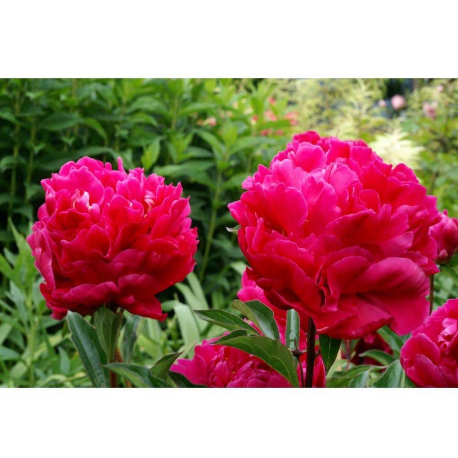 Outdoor Plants * | Cheap Karl Rosenfield Peony By Bloomsz