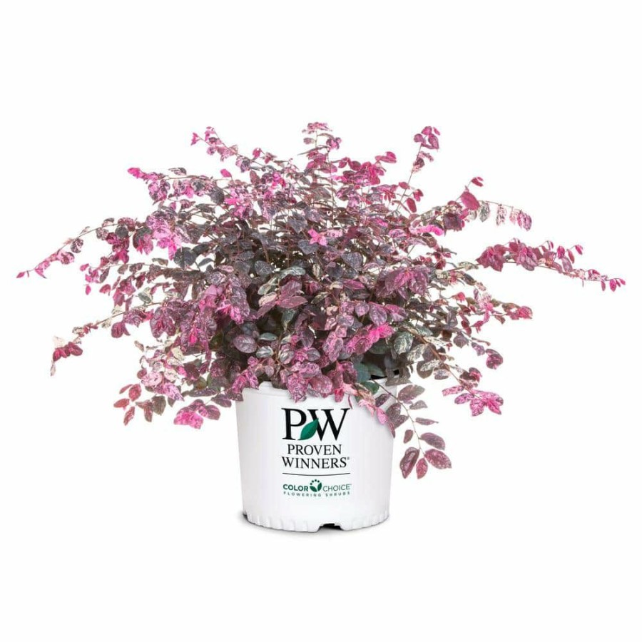 Outdoor Plants * | Budget 2 Gal. Variegated Jazz Hands Loropetalum Shrub With Pink And White Variegated Foliage By Proven Winners