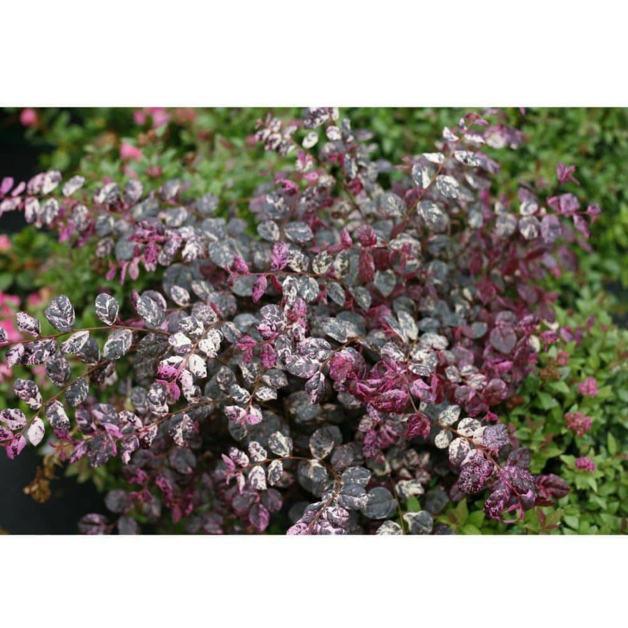 Outdoor Plants * | Budget 2 Gal. Variegated Jazz Hands Loropetalum Shrub With Pink And White Variegated Foliage By Proven Winners