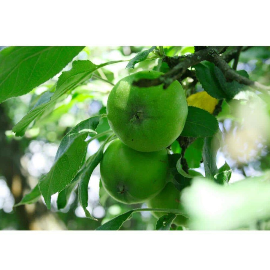 Outdoor Plants * | Promo Granny Smith Apple Tree Bare Root By Online Orchards