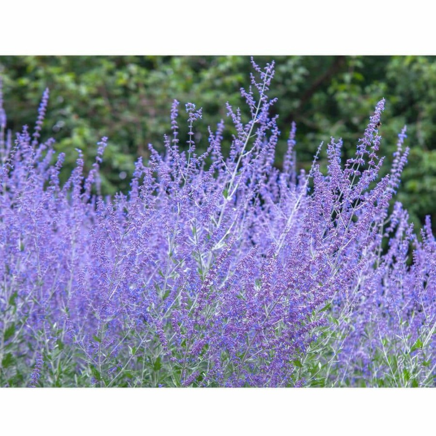 Outdoor Plants * | Buy 1 Gal. Sage Flowering Shrub With Very Hardy Profuse Lavender Flower Spikes (2-Pack) By Online Orchards