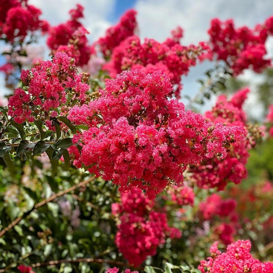 Outdoor Plants * | Budget 7 Gal. Tonto Crape Myrtle Tree By Unbranded