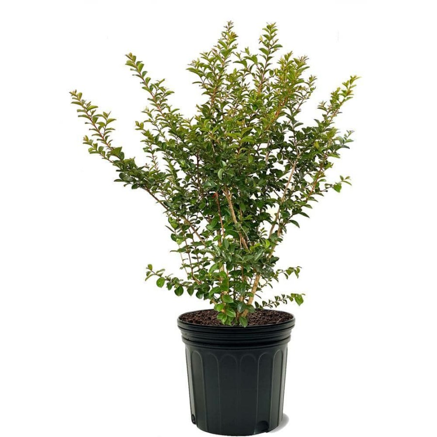 Outdoor Plants * | Budget 7 Gal. Tonto Crape Myrtle Tree By Unbranded