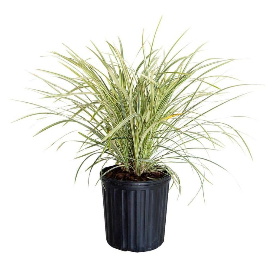 Outdoor Plants * | Deals 2.5 Qt. Aztec Grass(Liriope), Live Grass, Green And White Variegated Foliage By Flowerwood