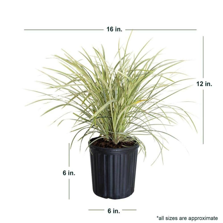 Outdoor Plants * | Deals 2.5 Qt. Aztec Grass(Liriope), Live Grass, Green And White Variegated Foliage By Flowerwood