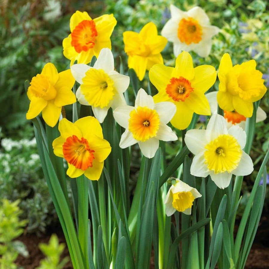 Outdoor Plants * | Deals Large Cupped Daffodil Mix Flower Bulb (20-Pack) By Bloomsz