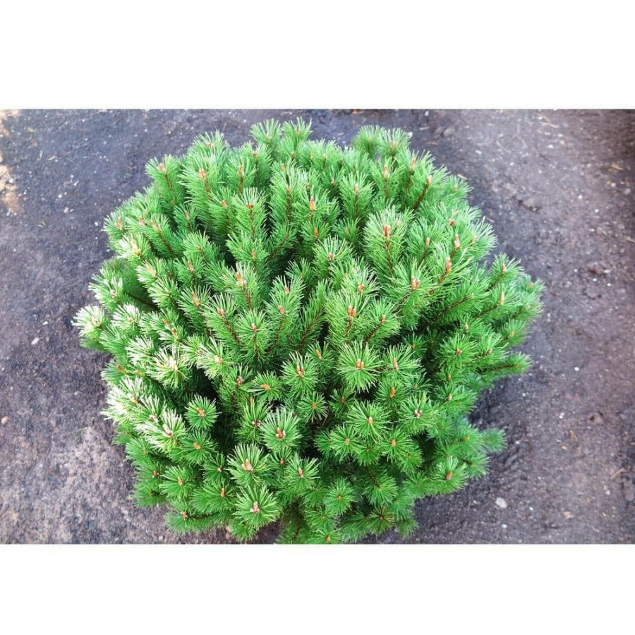 Outdoor Plants * | Coupon 1 Gal. Dwarf Mountain Pine Mugo Shrub By Online Orchards