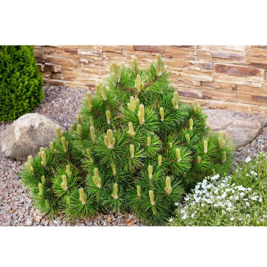 Outdoor Plants * | Coupon 1 Gal. Dwarf Mountain Pine Mugo Shrub By Online Orchards