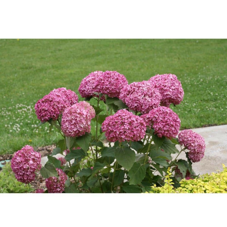 Outdoor Plants * | Best Deal 4.5 In. Qt. Invincibelle Mini Mauvette Smooth Hydrangea (Hydrangea Arborescens) Live Shrub, Pink Flowers By Proven Winners