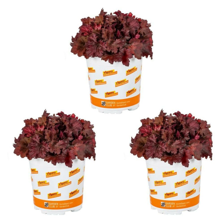 Outdoor Plants * | Deals 2.5 Qt. Indian Summer Cranberry Heuchera Coral Bells Perennial Plant (3-Pack) By Vigoro