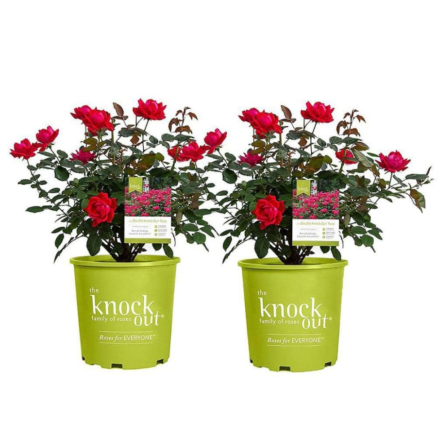 Outdoor Plants * | Brand New 2 Gal. Red The Double Knock Out Rose Bush With Red Flowers (2-Plants)