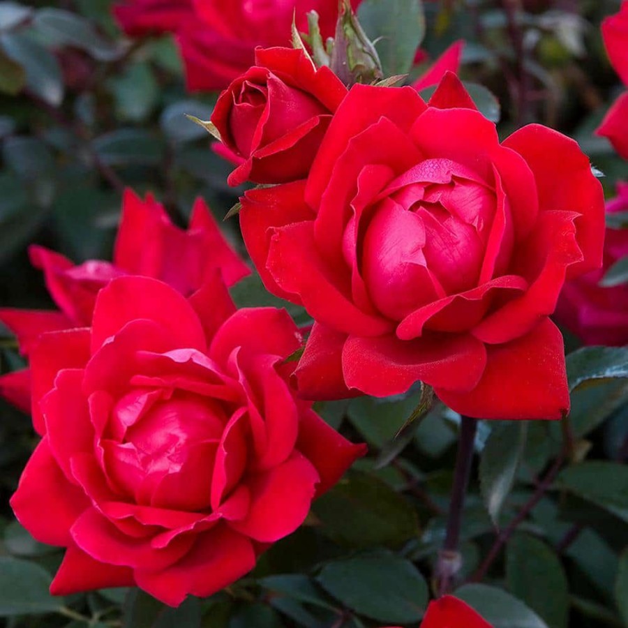 Outdoor Plants * | Brand New 2 Gal. Red The Double Knock Out Rose Bush With Red Flowers (2-Plants)