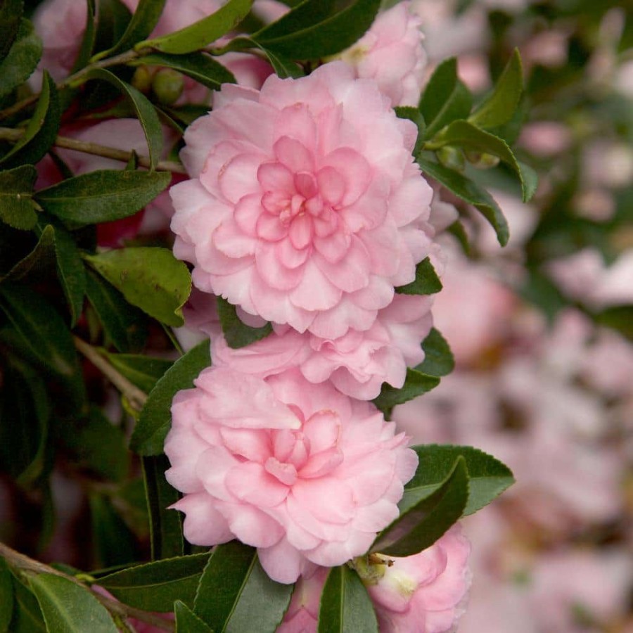 Outdoor Plants * | Best Reviews Of 2 Gal. October Magic Pink Perplexion Camellia Shrub With Soft Pink Double Blooms By Southern Living