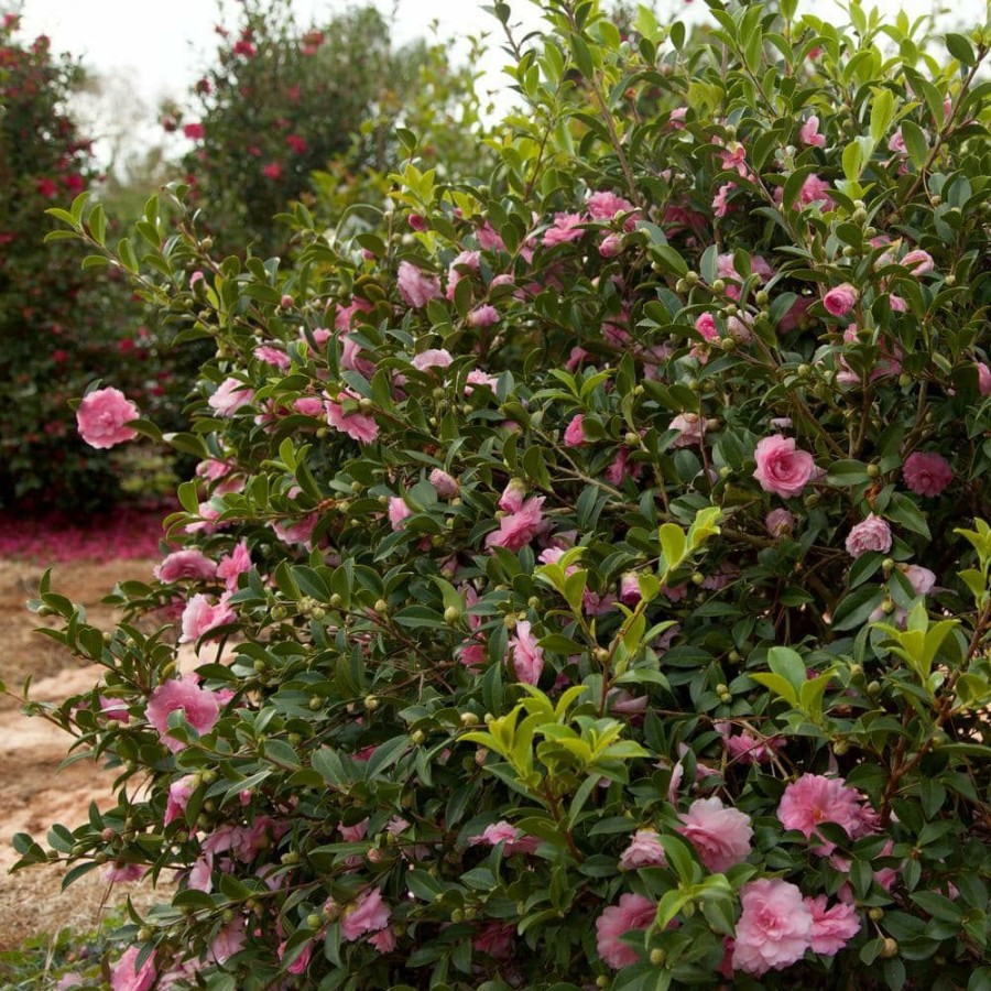 Outdoor Plants * | Best Reviews Of 2 Gal. October Magic Pink Perplexion Camellia Shrub With Soft Pink Double Blooms By Southern Living