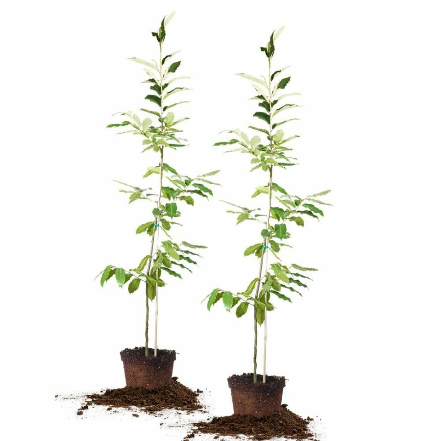 Outdoor Plants * | Best Deal 5 Gal. American Hybrid Chestnut Tree (2-Pack) By Perfect Plants