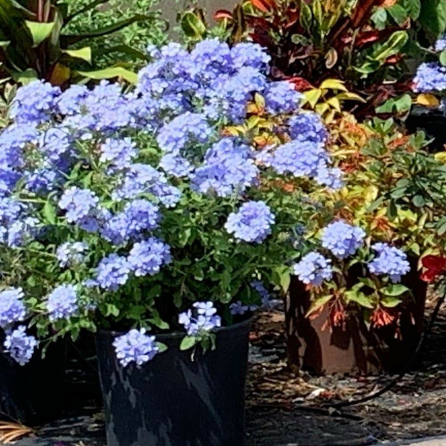 Outdoor Plants * | Brand New 3 Gal. Plumbago Imperial Blue Flowering Shrub With Blue Flowers By Onlineplantcenter