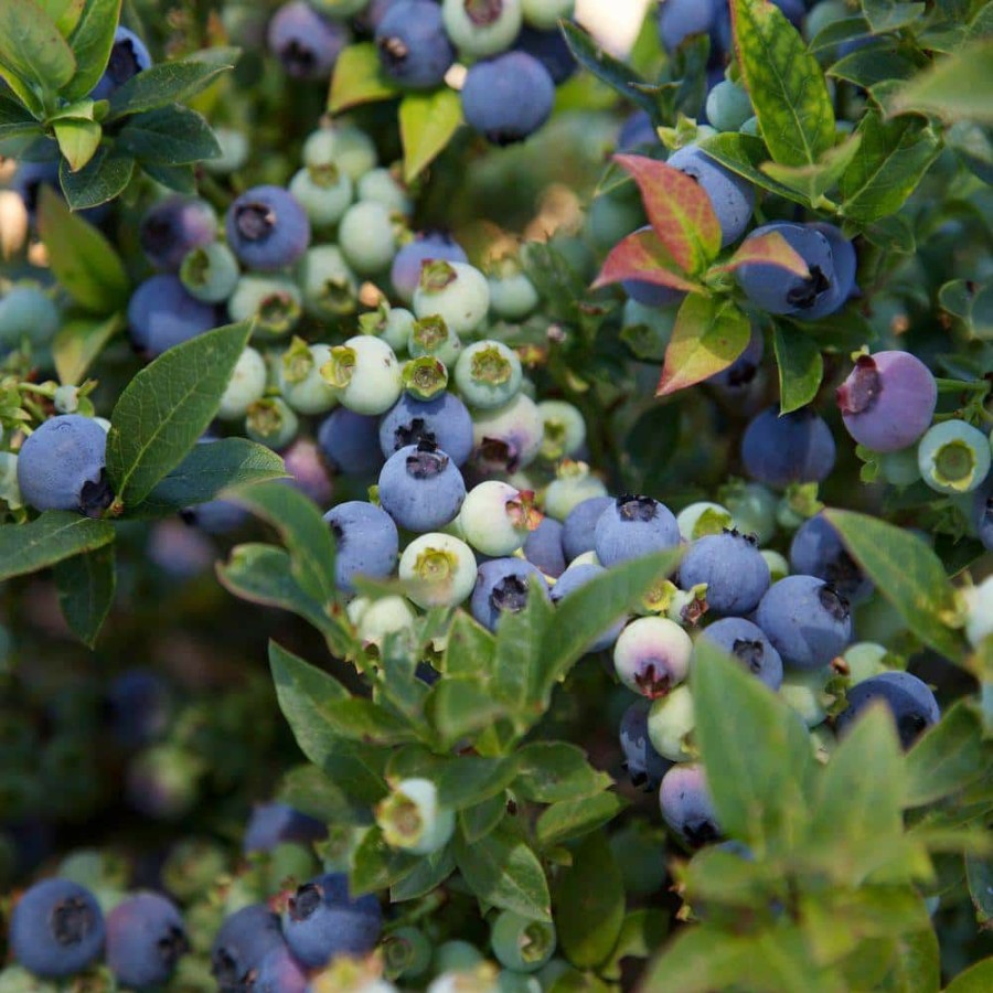 Outdoor Plants * | Budget 2 Gal. Jelly Bean Blueberry Plant By Bushel And Berry