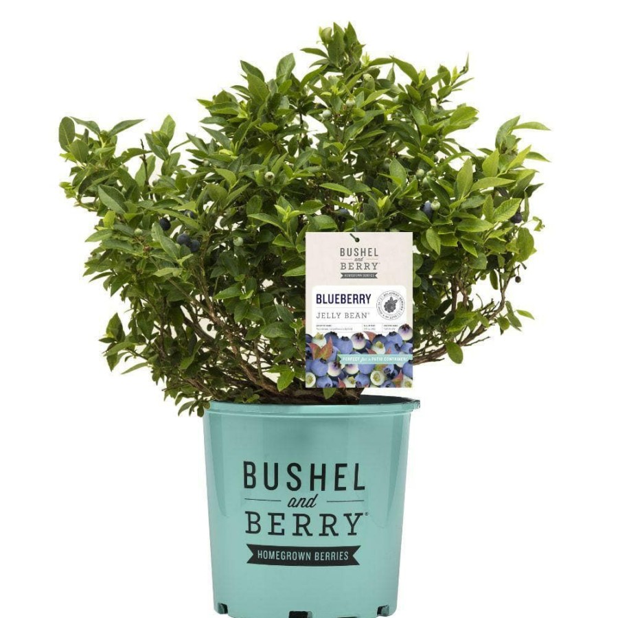 Outdoor Plants * | Budget 2 Gal. Jelly Bean Blueberry Plant By Bushel And Berry