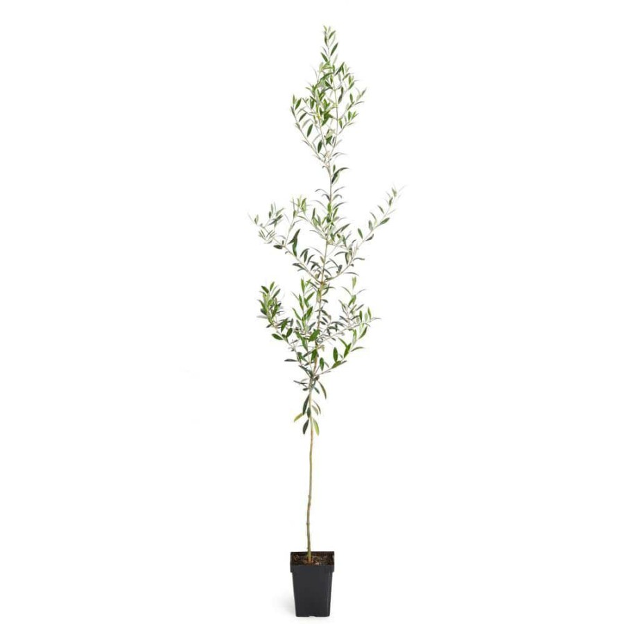 Outdoor Plants * | Hot Sale 3 Gal. Arbequina Olive Tree 3 Ft. To 4 Ft. Tall By Brighter Blooms