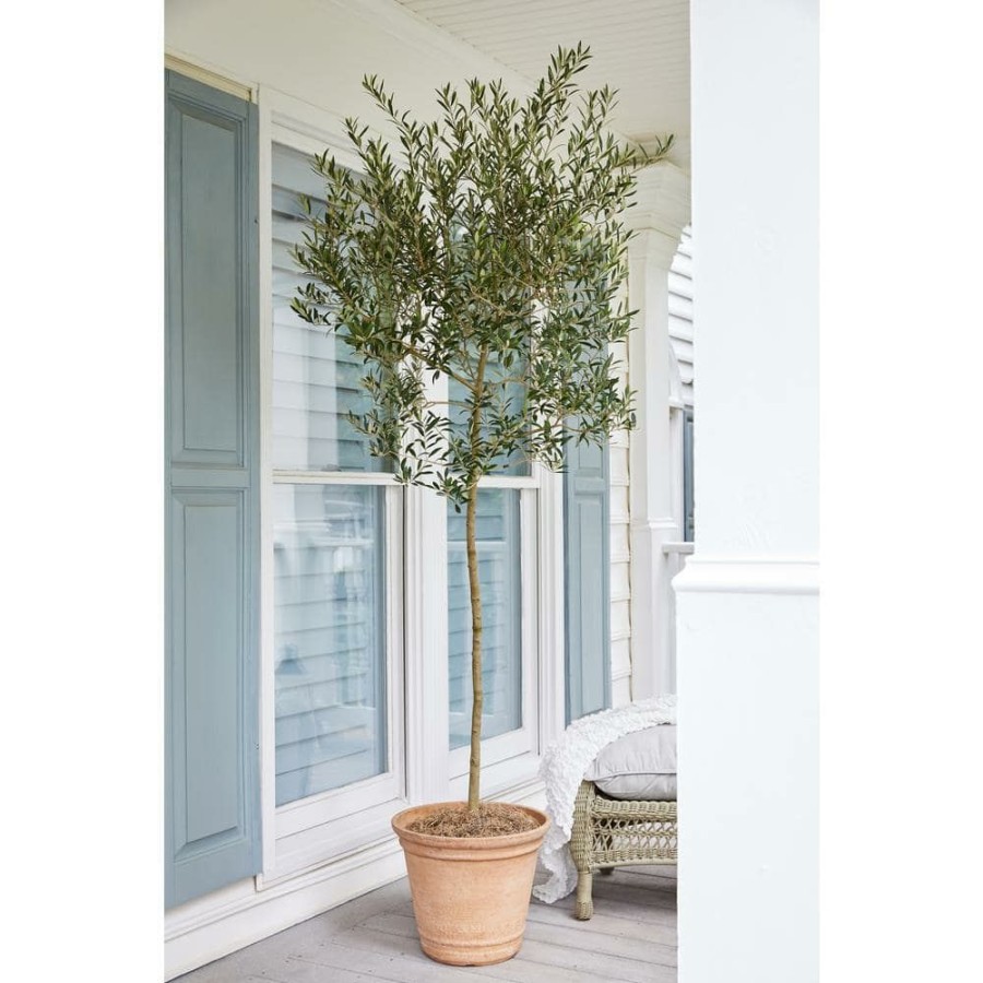 Outdoor Plants * | Hot Sale 3 Gal. Arbequina Olive Tree 3 Ft. To 4 Ft. Tall By Brighter Blooms