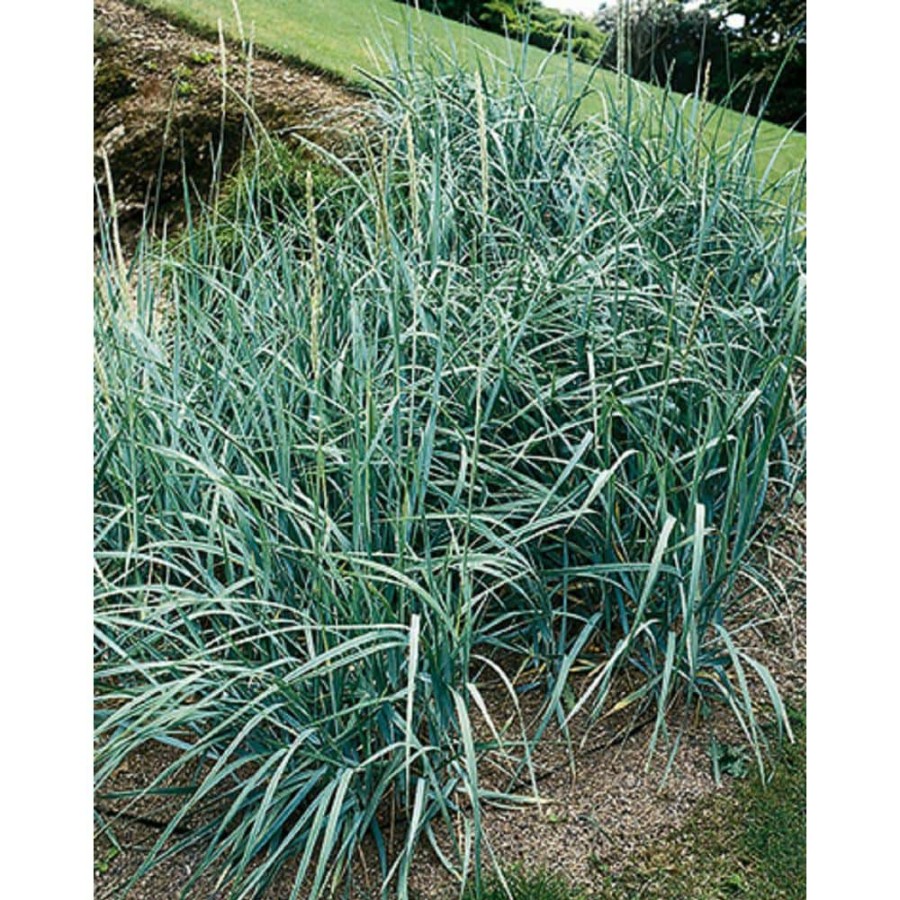 Outdoor Plants * | New 3 Gal. Blue Dune Lyme Grass (Leymus Arenarius) Live Ornamental Grass Plant By Bell Nursery