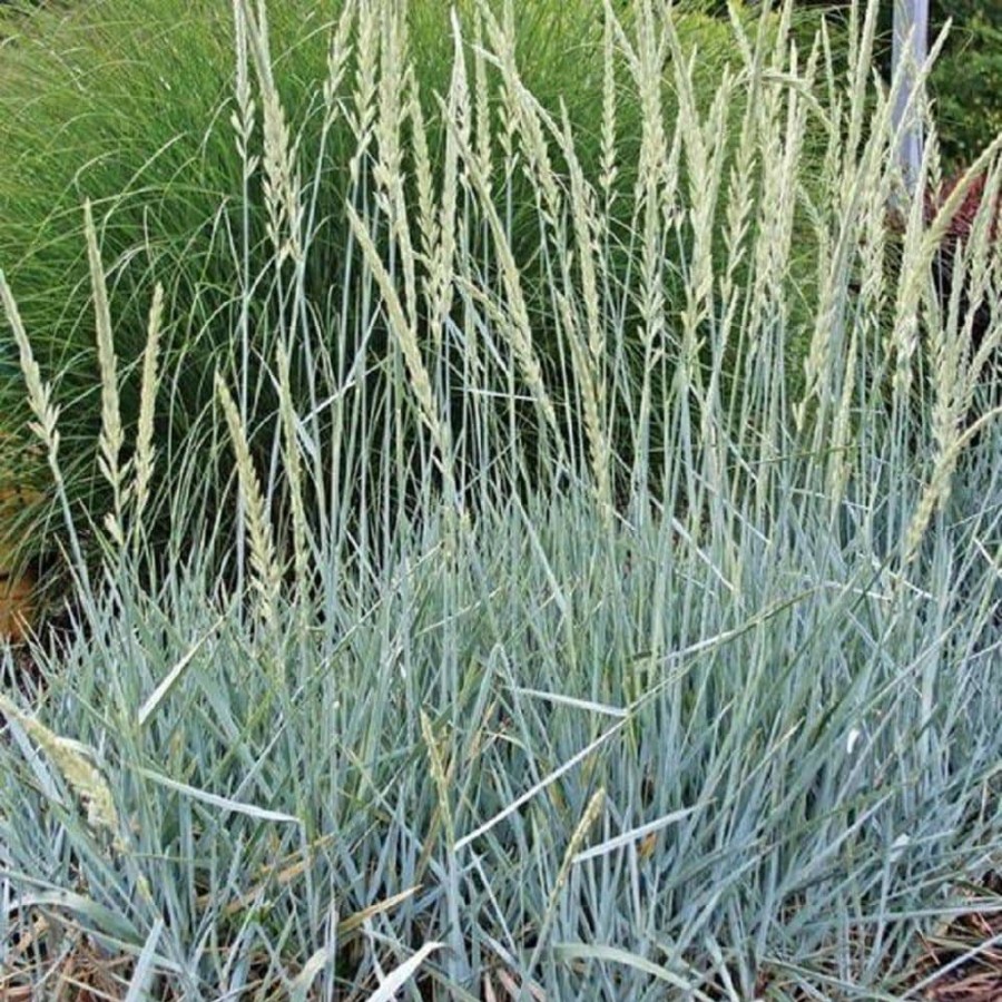 Outdoor Plants * | New 3 Gal. Blue Dune Lyme Grass (Leymus Arenarius) Live Ornamental Grass Plant By Bell Nursery