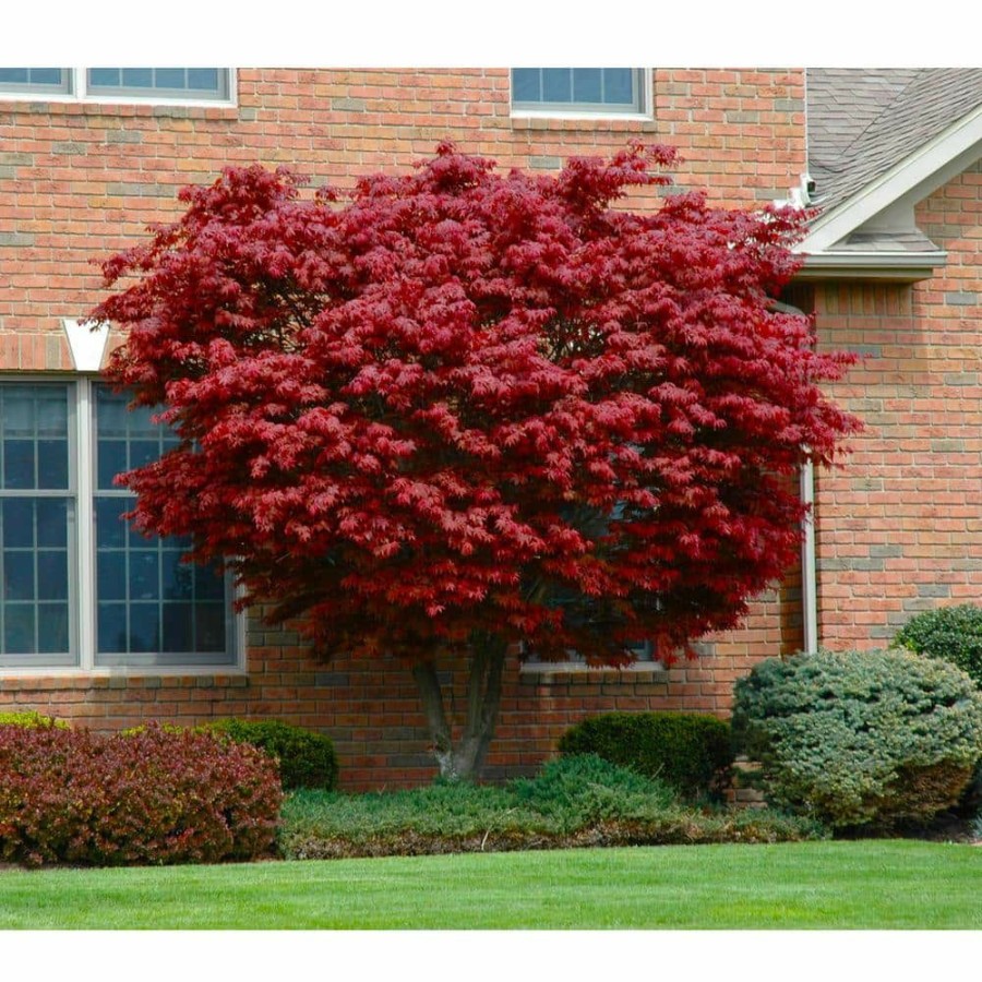 Outdoor Plants * | Buy 3 Gal. Bloodgood Japanese Maple Tree Cold Hardy, Vivid Scarlet Autumn Foliage By Online Orchards