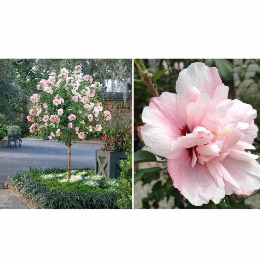 Outdoor Plants * | New 2 Gal. Hibiscus Fiji Tree With White Blooms (1-Plant) By National Plant Network