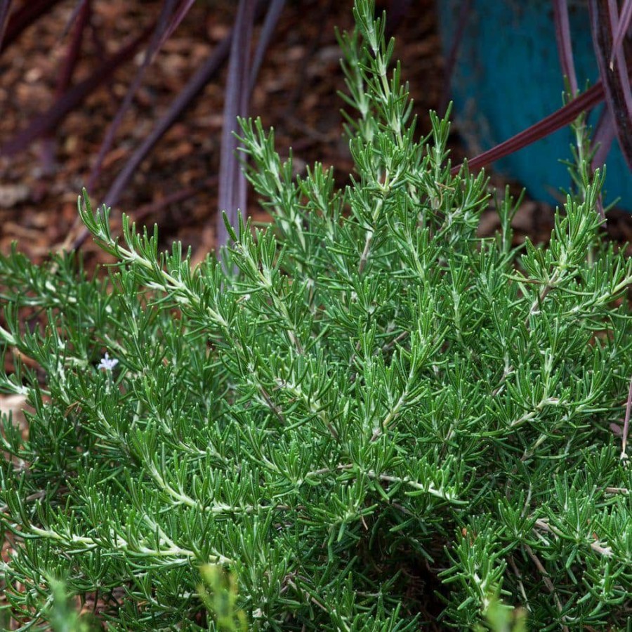 Outdoor Plants * | Buy 2.5 Qt. Chef'S Choice Rosemary Live Potted Herb Plants By Southern Living