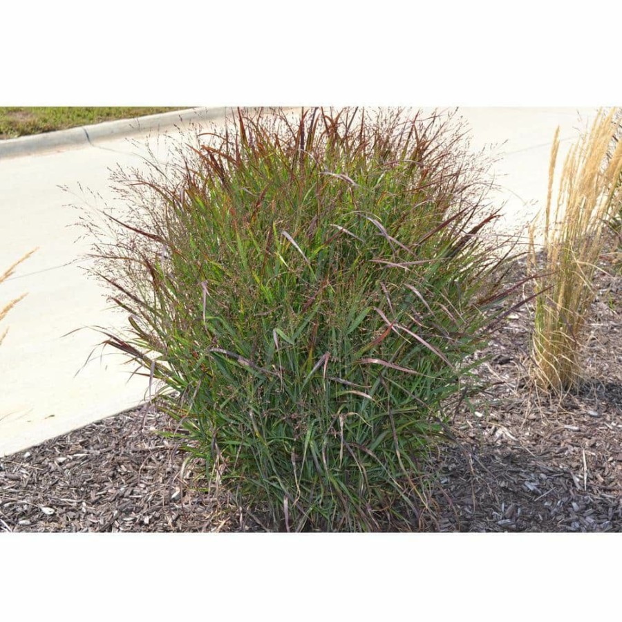 Outdoor Plants * | Best Sale 1 Gal. Shenandoah Switch Grass (2-Pack) By Online Orchards