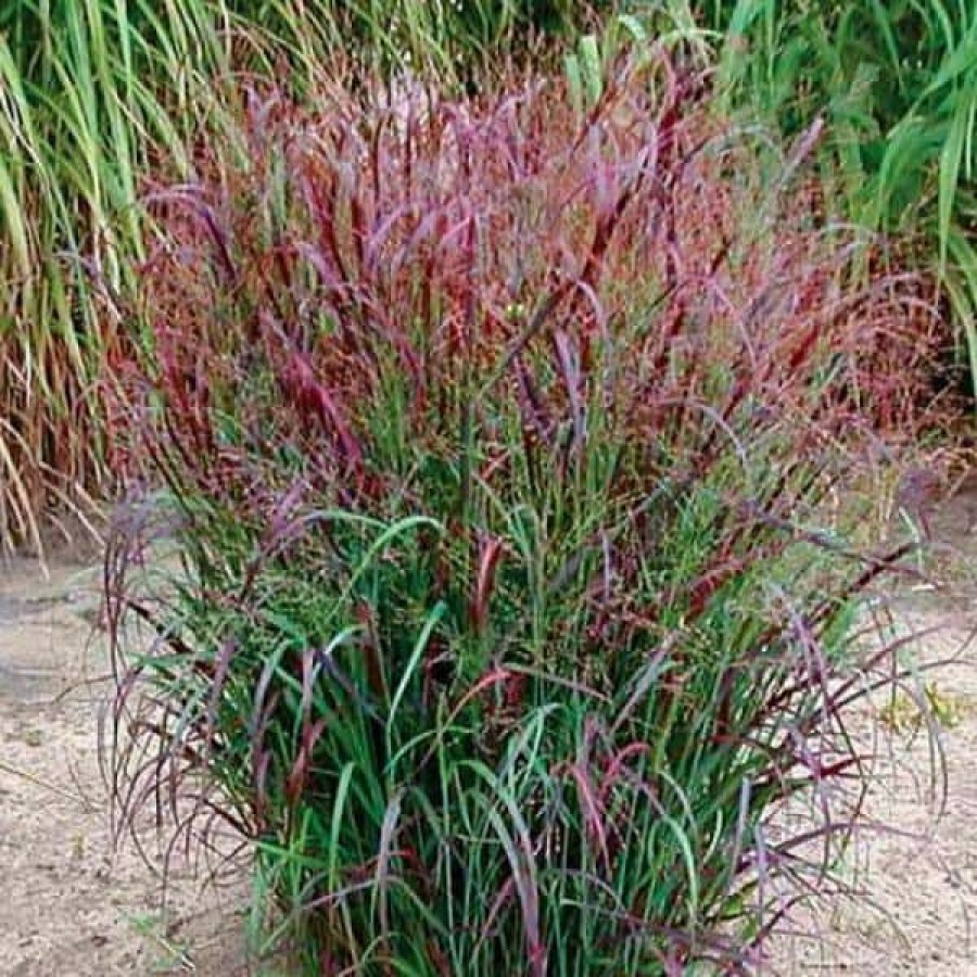 Outdoor Plants * | Best Sale 1 Gal. Shenandoah Switch Grass (2-Pack) By Online Orchards