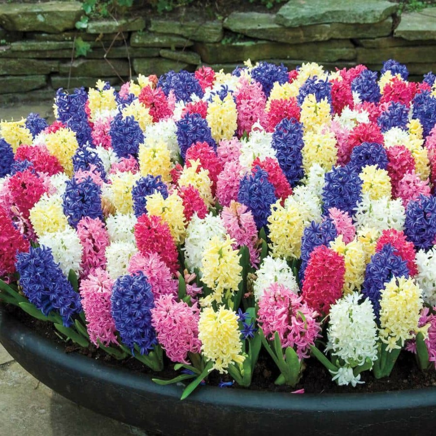 Outdoor Plants * | Best Reviews Of Hyacinth Bulbs Mixture (25-Pack) By Van Bourgondien