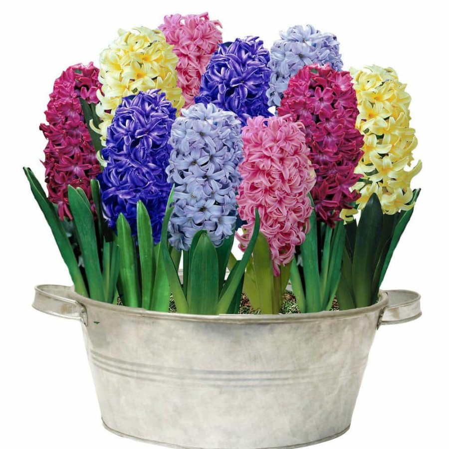 Outdoor Plants * | Best Reviews Of Hyacinth Bulbs Mixture (25-Pack) By Van Bourgondien