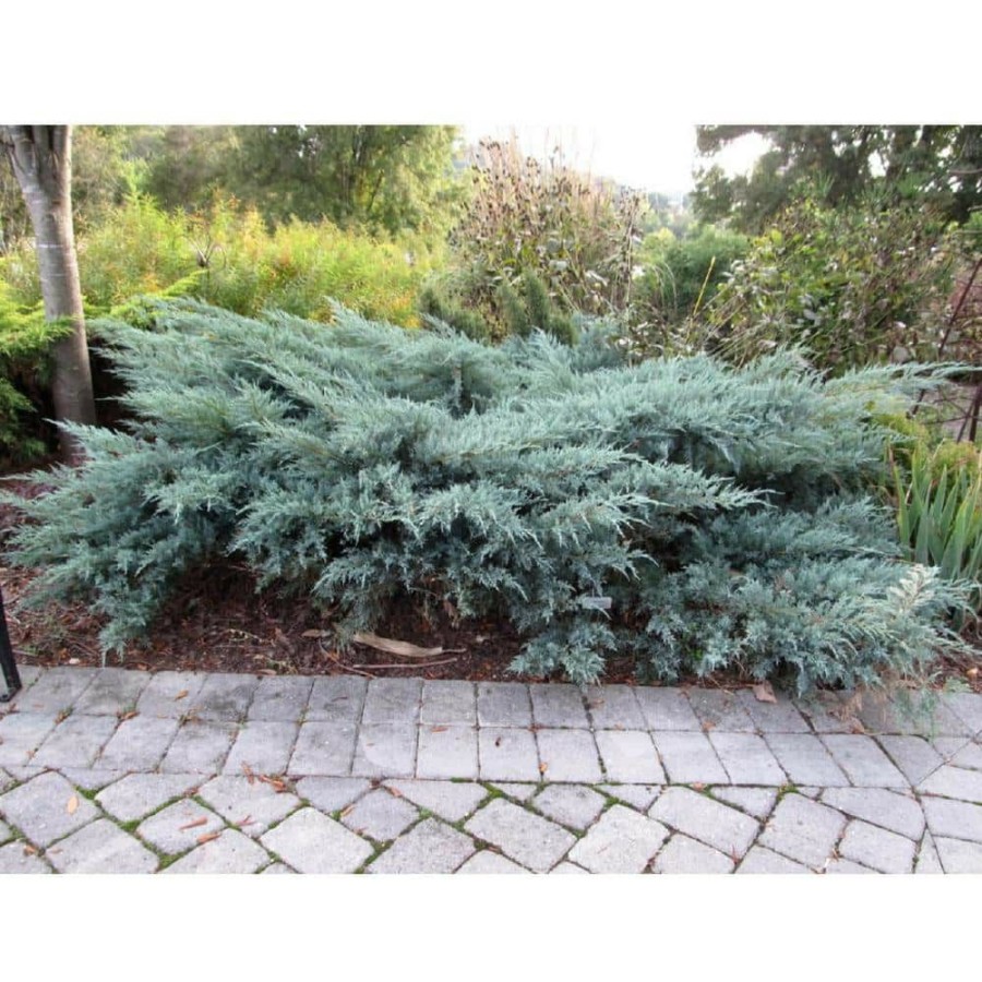 Outdoor Plants * | Wholesale 2.25 Gal. Gray Owl Juniper Plant By National Plant Network