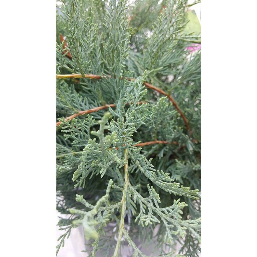 Outdoor Plants * | Wholesale 2.25 Gal. Gray Owl Juniper Plant By National Plant Network