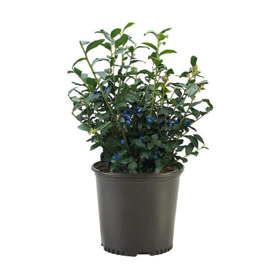 Outdoor Plants * | Hot Sale 2.5 Qt. Legacy Blueberry Plant With Flavorful Sweet Berries By Unbranded