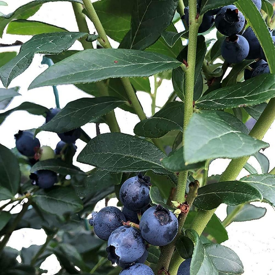 Outdoor Plants * | Hot Sale 2.5 Qt. Legacy Blueberry Plant With Flavorful Sweet Berries By Unbranded