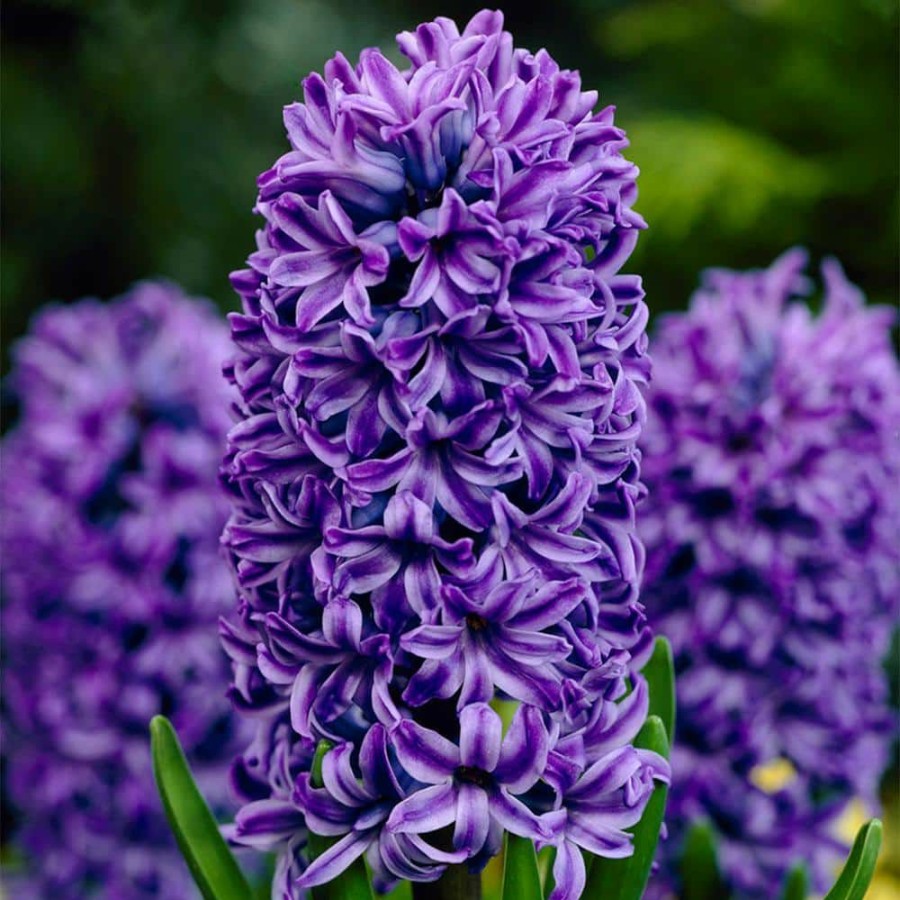 Outdoor Plants * | Buy Hyacinths Atlantic Set Of 10 Bulbs By Van Zyverden