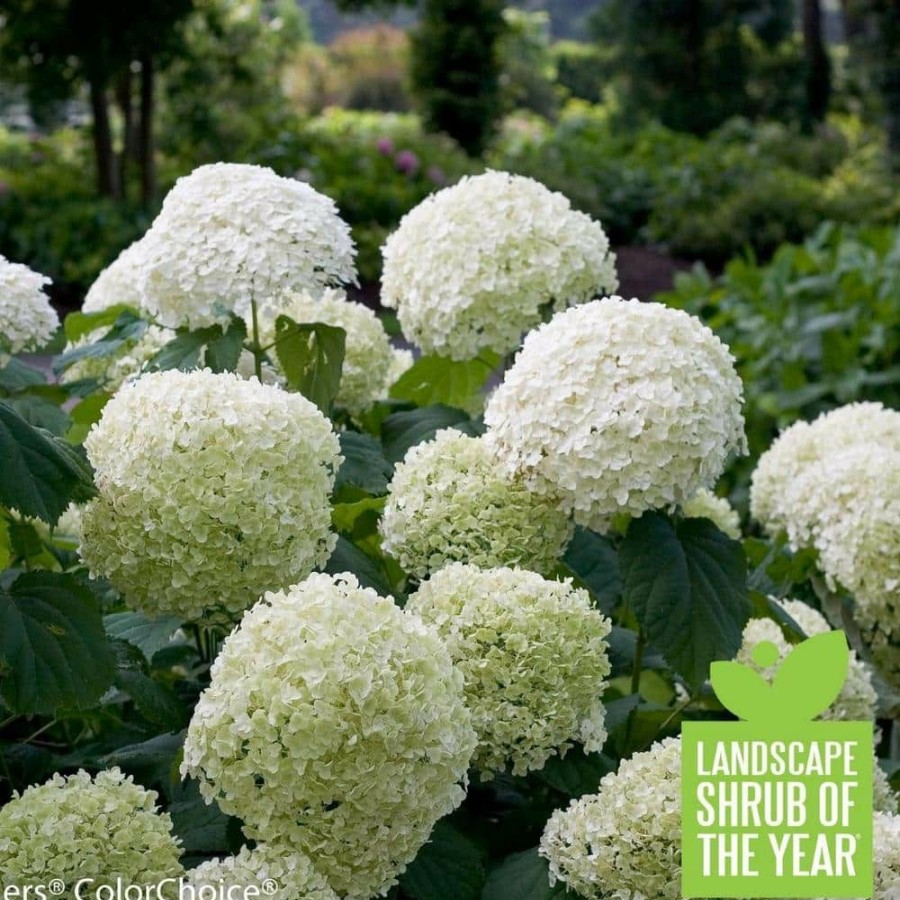 Outdoor Plants * | Deals 4.5 In. Qt. Incrediball Smooth Hydrangea, Live Shrub, Green To White Flowers By Proven Winners