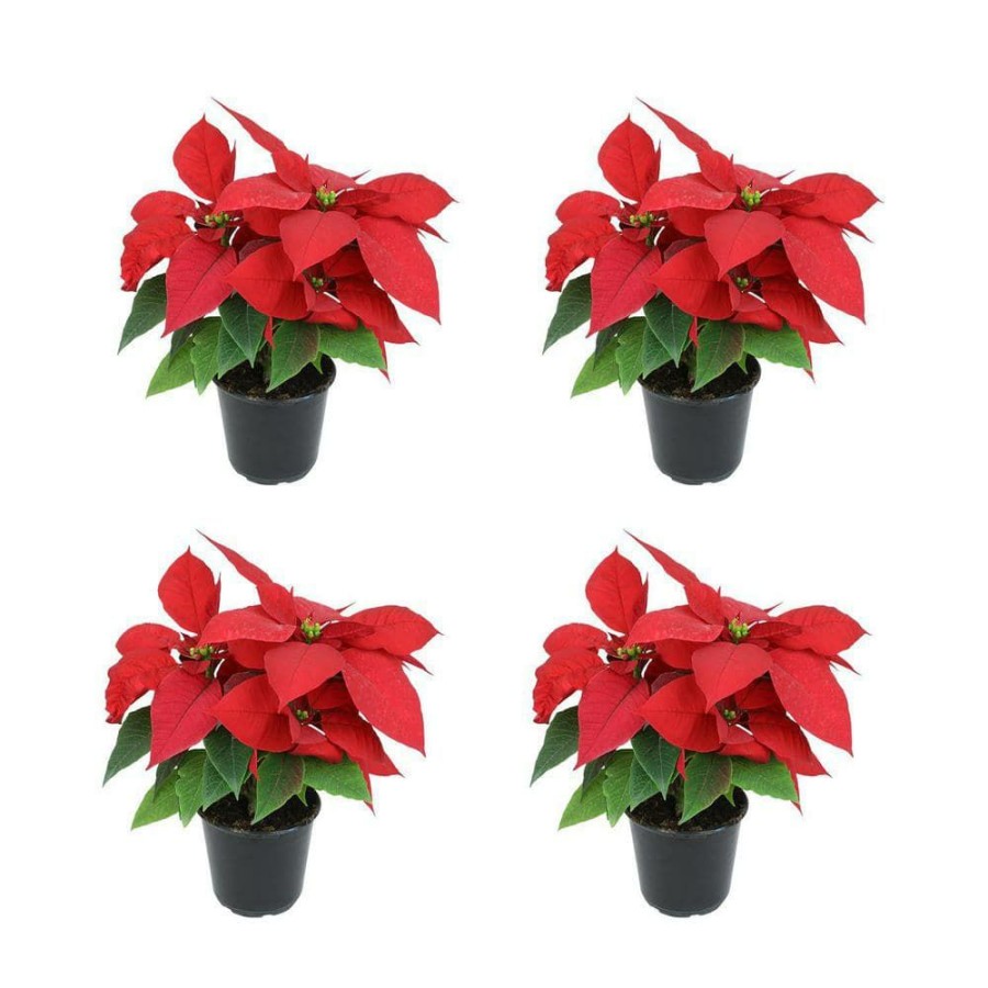 Outdoor Plants * | Cheap 4 In. Poinsettia Red (4-Pack) By Altman Plants