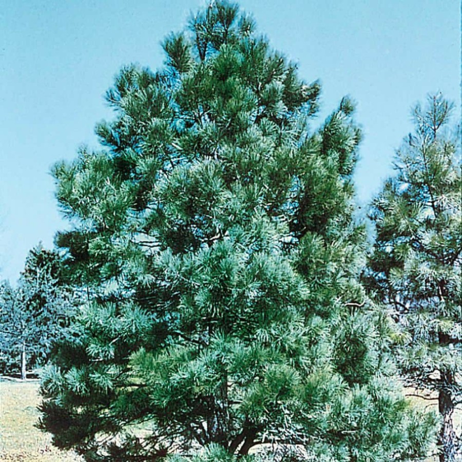 Outdoor Plants * | Outlet 2.25 Gal. Pot, Eastern White Pine (Pinus), Live Evergreen By Spring Hill Nurseries