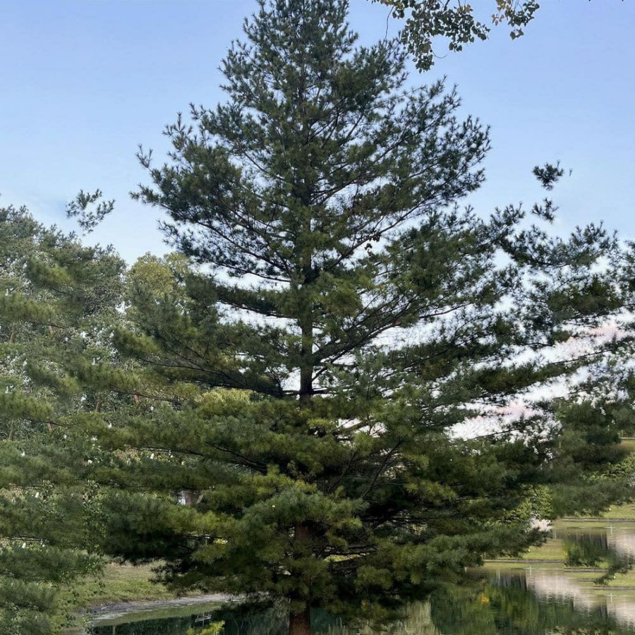 Outdoor Plants * | Outlet 2.25 Gal. Pot, Eastern White Pine (Pinus), Live Evergreen By Spring Hill Nurseries