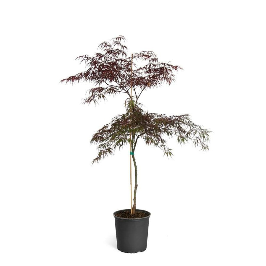 Outdoor Plants * | Brand New 2 Gal. 2 Ft. To 3 Ft. Tall Tamukeyama Japanese Maple By Brighter Blooms