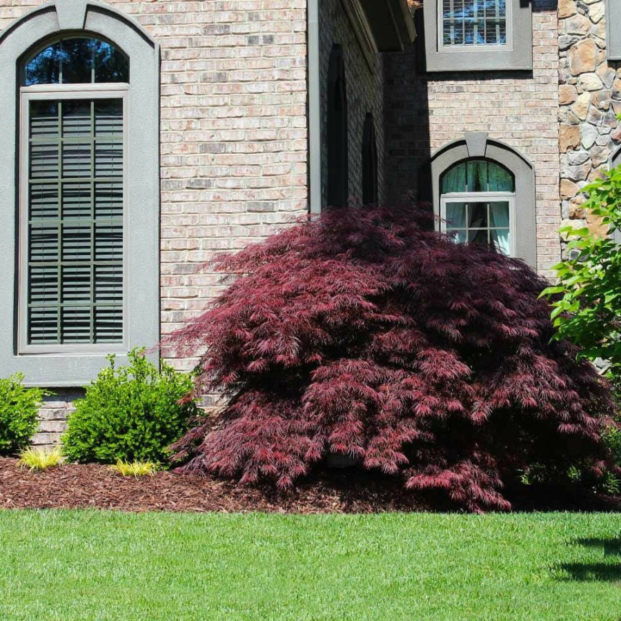 Outdoor Plants * | Brand New 2 Gal. 2 Ft. To 3 Ft. Tall Tamukeyama Japanese Maple By Brighter Blooms