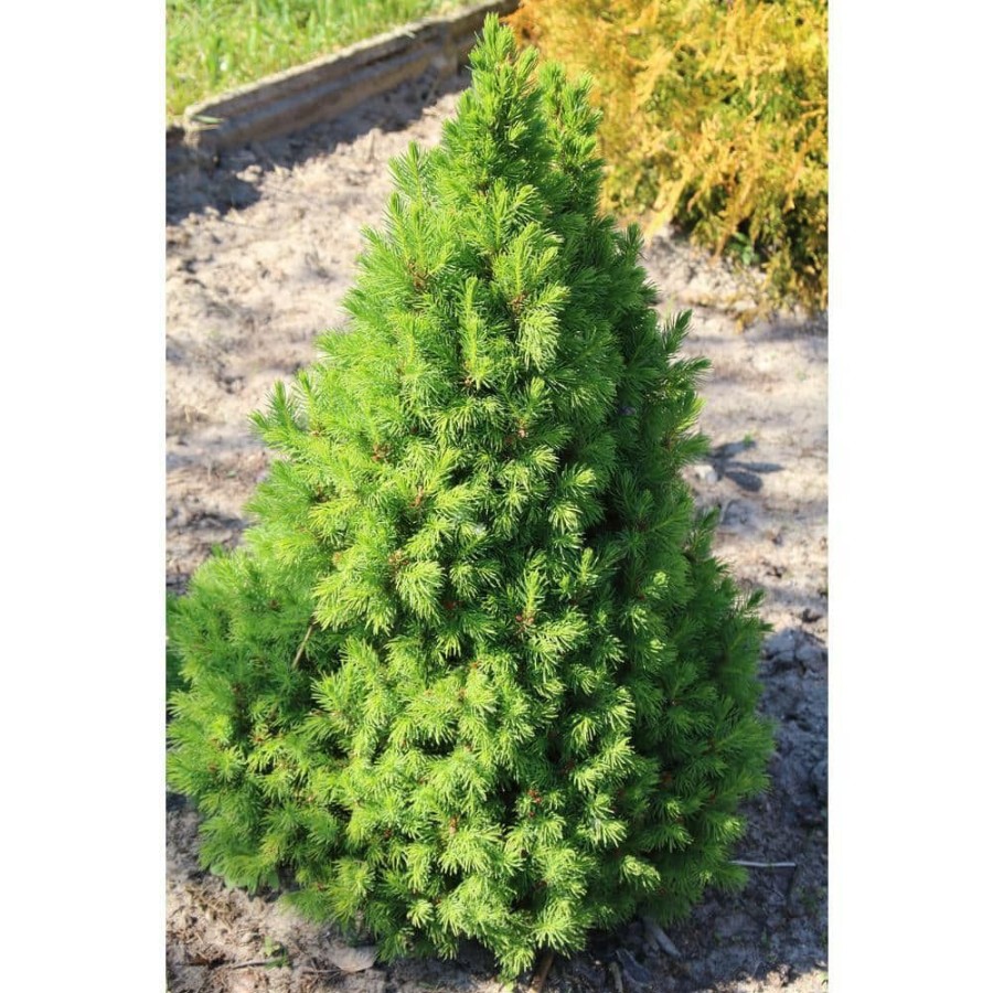 Outdoor Plants * | Buy 1 Gal. Dwarf Alberta Spruce Shrub Aromatic And Soft Evergreen Foliage, Almost No Maintenance Required By Online Orchards