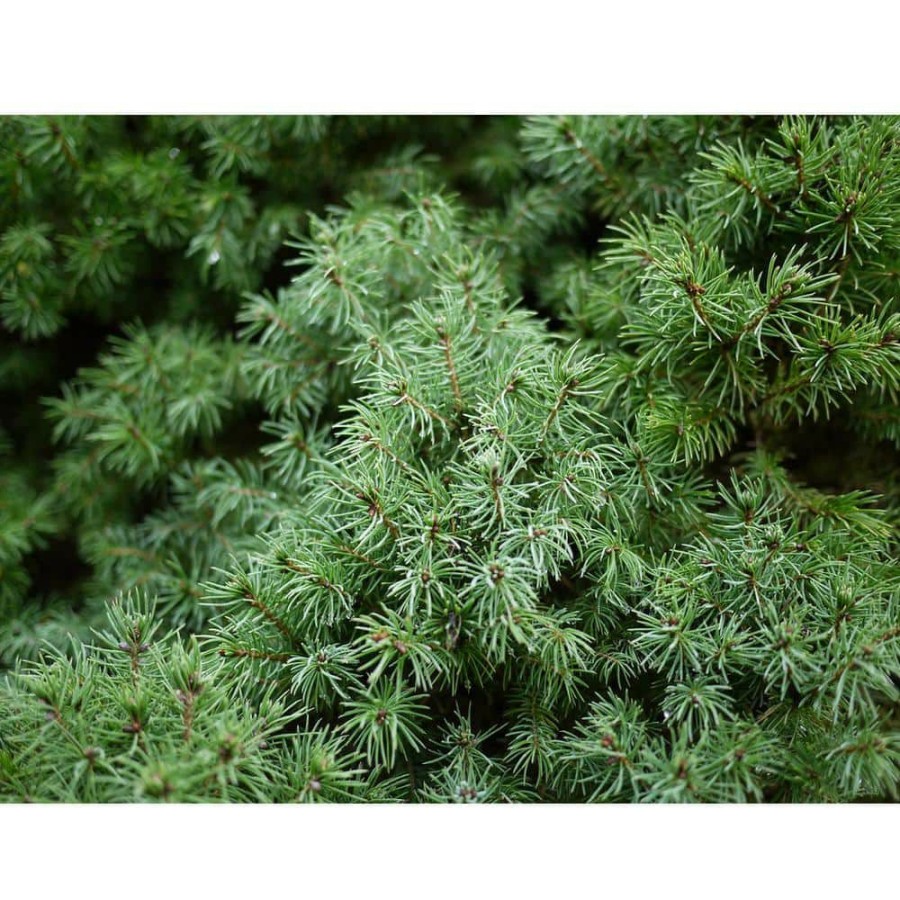 Outdoor Plants * | Buy 1 Gal. Dwarf Alberta Spruce Shrub Aromatic And Soft Evergreen Foliage, Almost No Maintenance Required By Online Orchards