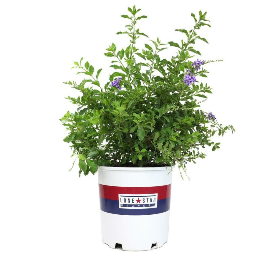 Outdoor Plants * | Promo Lone Star Growers 8 Qt. Skyflower Shrub (Duranta Erecta Sweet Memories) Purple Blooms By Altman Plants