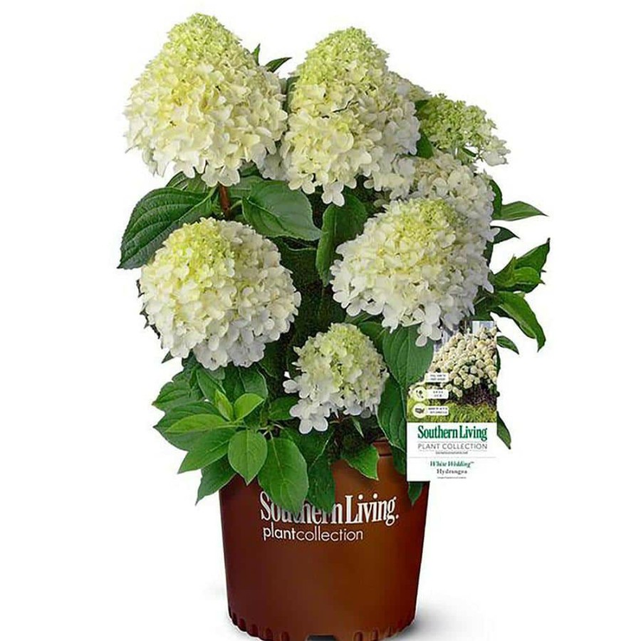 Outdoor Plants * | Wholesale 2 Gal. White Wedding Hydrangea Shrub With Pillow-Like White Blooms By Southern Living